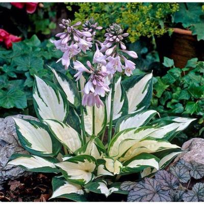 Hosta 'Amazone'